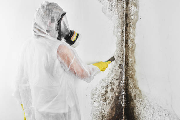 Best Air Quality Testing for Mold Spores  in Juneau, WI